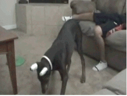 gif09