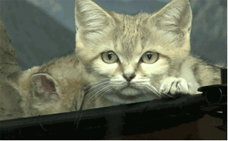 gif-28032013-012