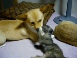 котенок против собаки