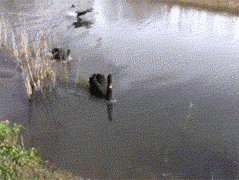 gifs_08