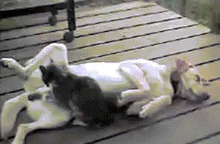 %D0%B3%D0%B8%D1%84%D0%BA%D0%B8-633168[1]