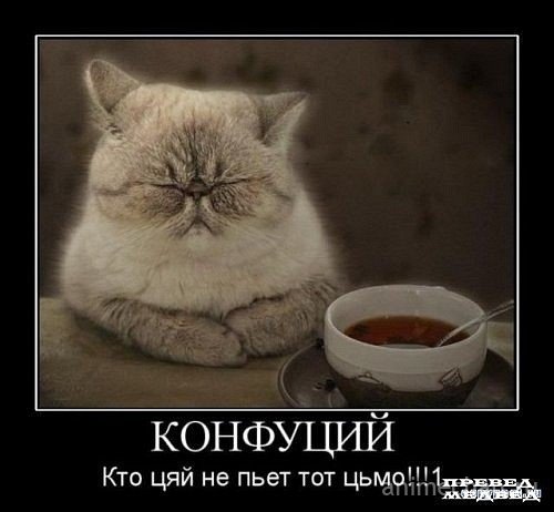 демотиватор-конфуций-позитив-кавайный-кот-397702