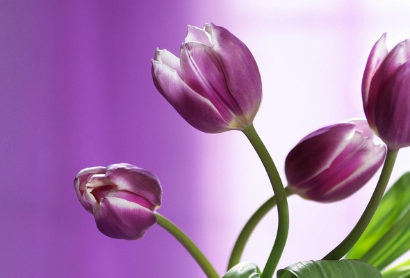 ФОНЫ СИРЕНЕВЫЕ И РОЗОВЫЕ