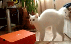tumblr_mkd0a7hqcY1rjcfxro1_250