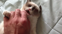 tumblr_maywjkgY3w1qz581wo1_250