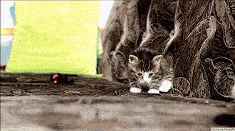 gifs_25