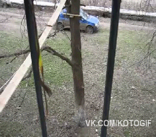 котoбелка