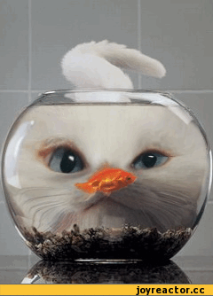 кот за аквариумом