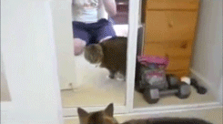 1351017378_gifdump-12