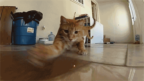 1353088695_gif-15