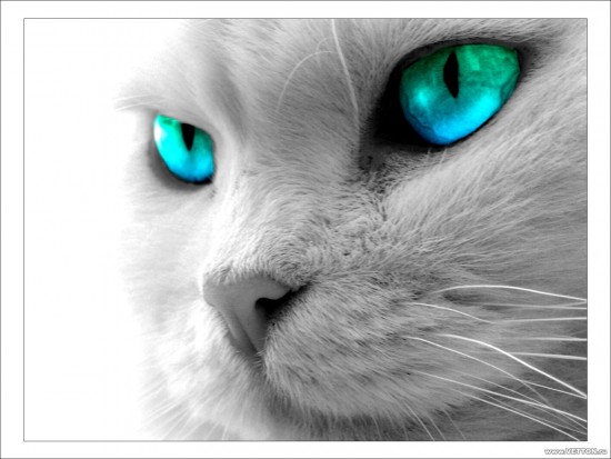 Кот