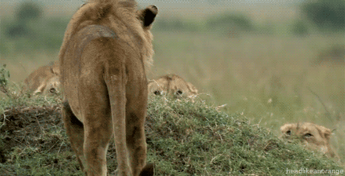 gif-anime-nature-12