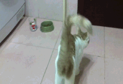 гифки-котэ-Сим-сим-откройся!-665996