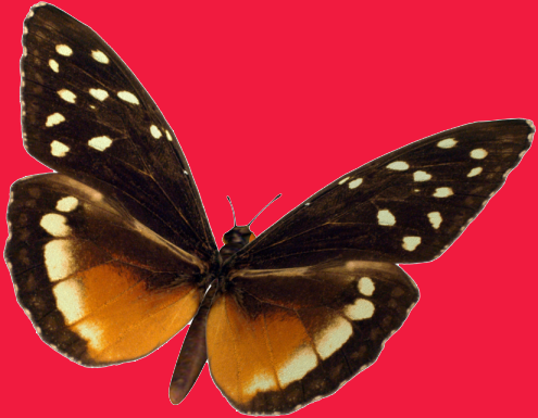 butterfly2-1