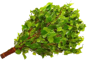 80087469_berezovy_venik