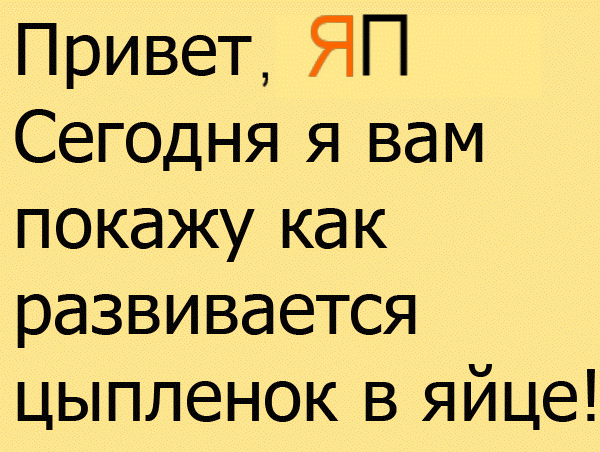 цыпленок