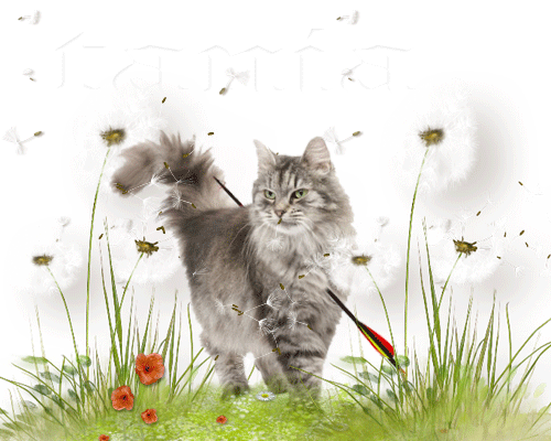 Без-имени-1-cfd