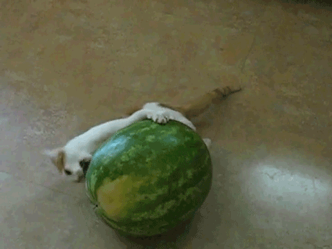 funny_animal_gif_animations_01[1]