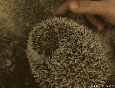 гифки-ежик-милота-692010