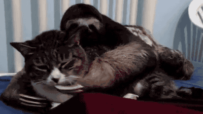 1366264417_gifs_25