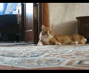 Cat gone