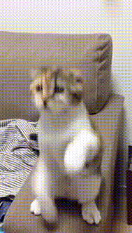 гифки-котэ-песочница-CaramellDansen-726162