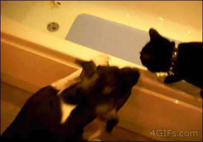cat water