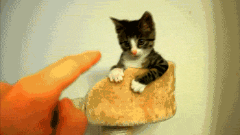 Fungif_20