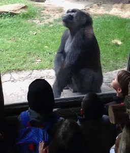 gifs_16