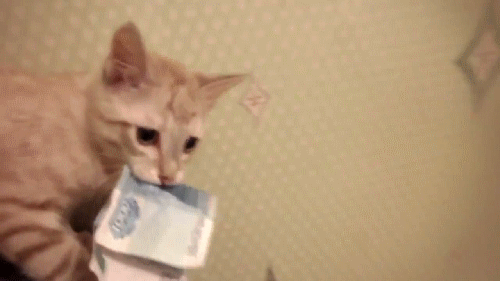 денежный кот