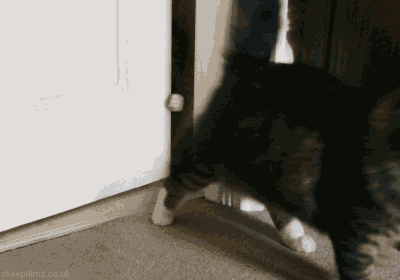 Котэ_двери