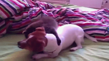 гифки-собака-енот-766170