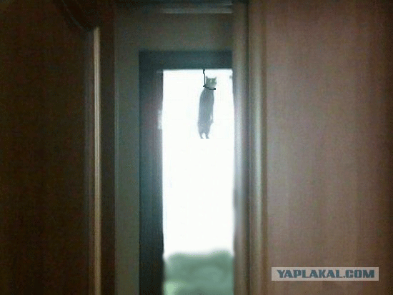 kote1gif