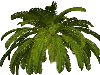 пальма 1