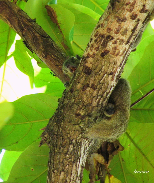 preview_IMG_42981