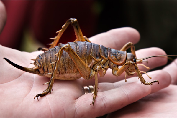 giant_weta_1