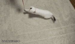 коты лбами