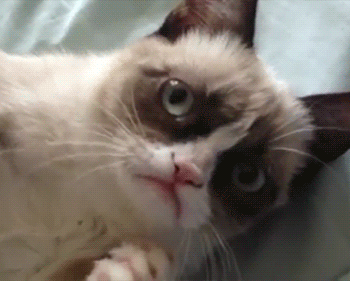GrumpyCat1_yapfiles.ru