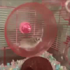 хомяк
