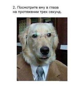 собака2