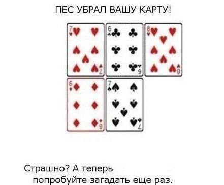 собака3