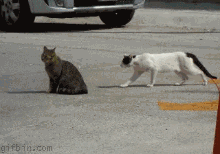 cat-fight
