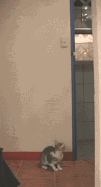 1246945366_bird
