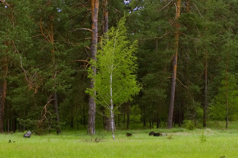 Опушке 4. Поляна на опушке. Опушка картинка. Опушка хто. Соболевая опушка.