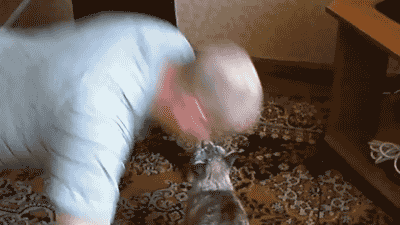 гифки-котэ-821428