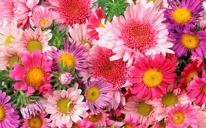 78807121_1239709480_flower_45