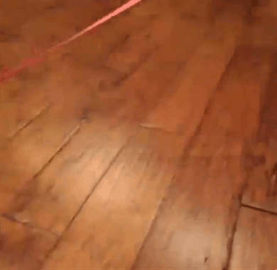 BIbppLd