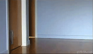 gifbincatdrift