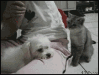 animals_that_are_huge_jerks_10
