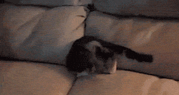 кот просочился в диван